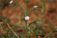 Convolvulus rottlerianus